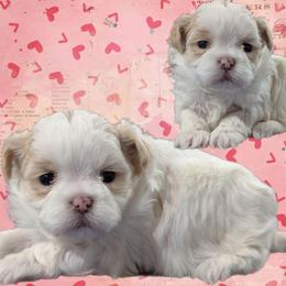Marshmallow - Gold and white female Shihpoo puppy in Coshocton, Ohio from Forever Family Puppies