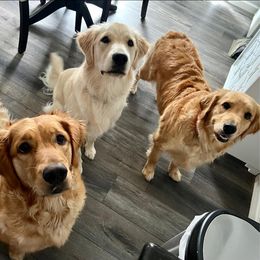 Golden Retrievers from Engelman’s Golden Nuggets