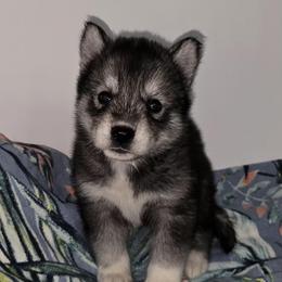 Cuddles - Agouti and white female Siberian Husky puppy in Kansas City, Missouri from Anuun's Huskies