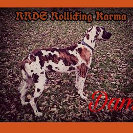 RRDS Rollicking Karma - Great Dane
