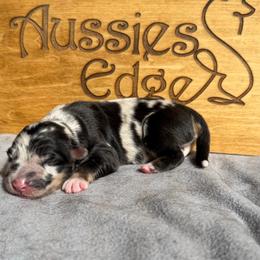 Fiesta - Blue merle female Australian Shepherd puppy in Tuftonboro, New Hampshire from Aussies Edge Farm