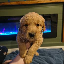 Pine (no collar) - Dark golden male Golden Retriever puppy in Tenino, Washington from Oak River Goldens'