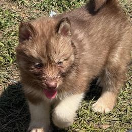 Corrine - Red and white female Siberian Husky puppy in London, Ohio from Rose Trail Siberian’s