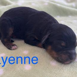Cayenne - male Cavapoochon puppy in North Lawrence, Ohio from Liberty Pups