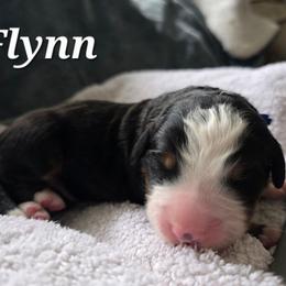 Flynn - Black rust and white male Bernese Mountain Dog puppy in Blackfoot, Idaho from Draper Mountain Doodles