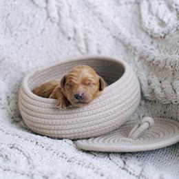 Black collar boy - Aladdin - Red  male Goldendoodle puppy in Duncan, South Carolina from Abner Creek Poodles & Doodles