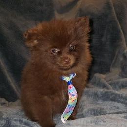 Hunninunnies buddha - Chocolate male Pomeranian puppy in Cleveland, Ohio from Hunnibunnies