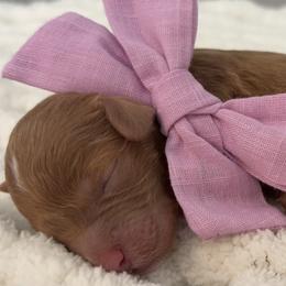 Goldendoodle Puppies from Pickard’s country Golden doodles
