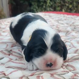 Yellow Girl - Black and white female Cocker Spaniel puppy in Beggs, Oklahoma from Southern Country Cockers