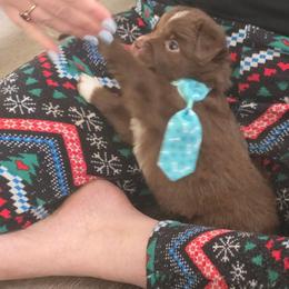 Goku - Red & white male Miniature Australian Shepherd puppy in Arlington, Texas from CopperHead Aussies
