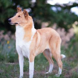 Raena - Collie