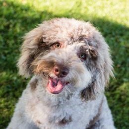 Willow - Goldendoodle
