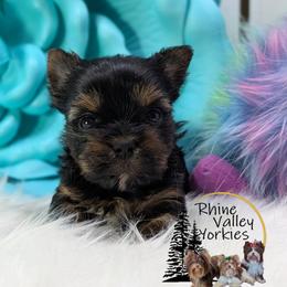 Yorkshire Terrier Puppies from Rhine Valley Yorkies