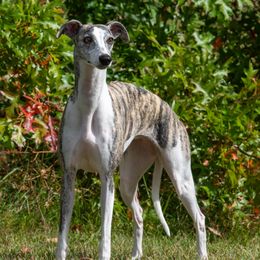 Ally - Whippet