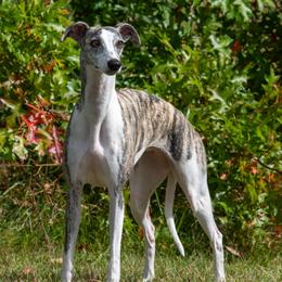 Ally - Whippet
