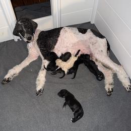 Cartwright's Joshua Entering Through the Door - Phantom male Poodle puppy in Albany, Kentucky from Impressive Cartwright Standards