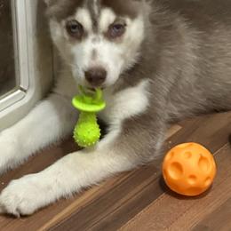 Aries - Sable and white female Siberian Husky puppy in Lakeland, Florida from Ice Blue Legacy Siberians Huskies