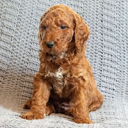 Light Blue Boy - Goldendoodle puppy from Botcherby Doodles