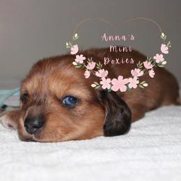 Blaze(blue collar) - Dapple male Dachshund puppy in Pope, Mississippi from Anna’s Mini Doxies