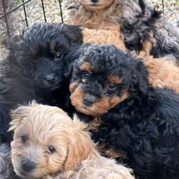 Girl 1 - Phantom female Goldendoodle puppy in Woonsocket, Rhode Island from Mermaids Lair Doodles