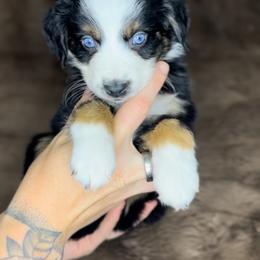 Colt - Black tri male Miniature Australian Shepherd puppy in Queen Creek, Arizona from Arizona Aussies