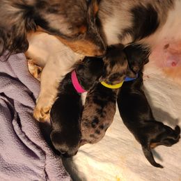 Dachshund puppies from Owl Hollow Farm Miniature Dachshunds