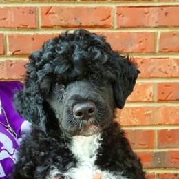 Portuguese Water Dog Puppies from Allegiance Portuguese Water Dogs