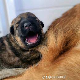 German Shepherd Puppies from vom Gannett