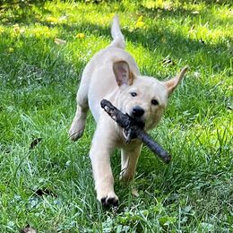 Labrador Retriever Puppies from Hunter Mill Retrievers, LLC