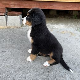 Bernese Mountain Dog Puppies from Acorn Hill Bernese