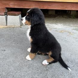 Bernese Mountain Dog Puppies from Acorn Hill Bernese