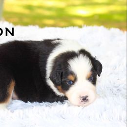 Orion - Australian Shepherd puppy from Northern Star Australian Shepherds