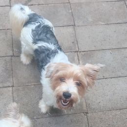 Aqua - Blue tan and white female Biewer Terrier puppy in Yelm, Washington from Yelm Biewers