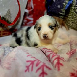 Lucy Rose - Blue merle female Australian Shepherd puppy in Blairsville, Georgia from Georgia Peach Aussies