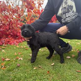Giant Schnauzer Puppies from JAMG Schnauzers