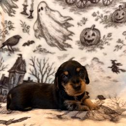 Hollywood - Dapple male Dachshund puppy in Nampa, Idaho from 208 Wiener Wiggle Butts LLC