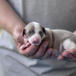 Girl 1 - Blue fawn female Italian Greyhound puppy in Sugar Valley, Georgia from Pinnacle Farm and Kennel