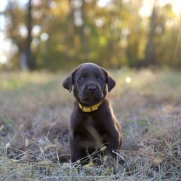 Male 2 - Chocolate male Labrador Retriever puppy in Sherrard, Illinois from Gochee Labs