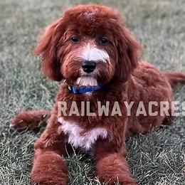 Maverick - Goldendoodle