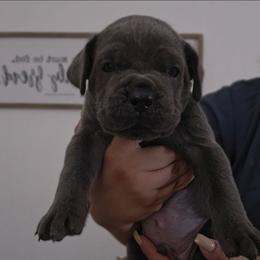 Blue Collar - Blitzen - Gray male Cane Corso puppy in Lake Elsinore, California from CRUCIAL CANE CORSOS