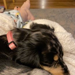 Dachshund Puppies from Long Dog Farm