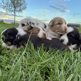 Australian Shepherd puppies from Cedarville Aussies