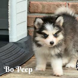 Bo Peep - Black and white female Pomsky puppy in Eastman, Georgia from Once Upon A Pomsky