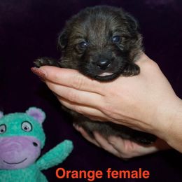 German Shepherd Puppies from Von Der Havier German Shepherds