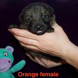 German Shepherd Puppies from Von Der Havier German Shepherds