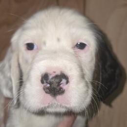 Forest - Blue belton and tan (tri-color) male English Setter puppy in Morrice, Michigan from Wild Bird Setters