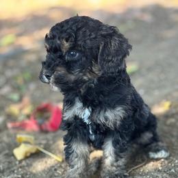 Theo - Tri-color male Bernedoodle puppy in Longmont, Colorado from Colorado Miniature Bernedoodle Puppies