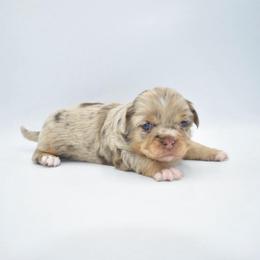 Tulip - Merle female Chihuahua puppy in Bulls Gap, Tennessee from Smokey Mountain Chihuahuas