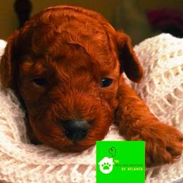 Charlie (4-5lb as a adult) - Red  male Poodle puppy in Fairburn, Georgia from The Real Dog Breeders of Atlanta (peachy poodles)