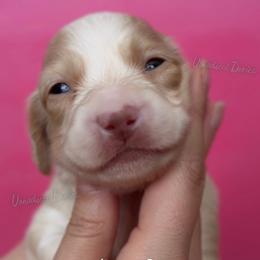 Ballerina Barbie - Cream female Dachshund puppy in Chandler, Arizona from Vonaducci Doxies, LLC.